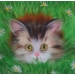 Набор TOYZY картина шерстью «Котик» А4 mySweeBe TZ-P040
